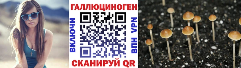 Галлюциногенные грибы Cubensis  kraken как войти  Снежногорск 